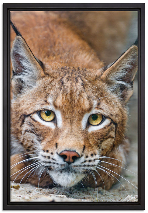 wachsamer Luchs auf Leinwandbild gerahmt Größe 60x40