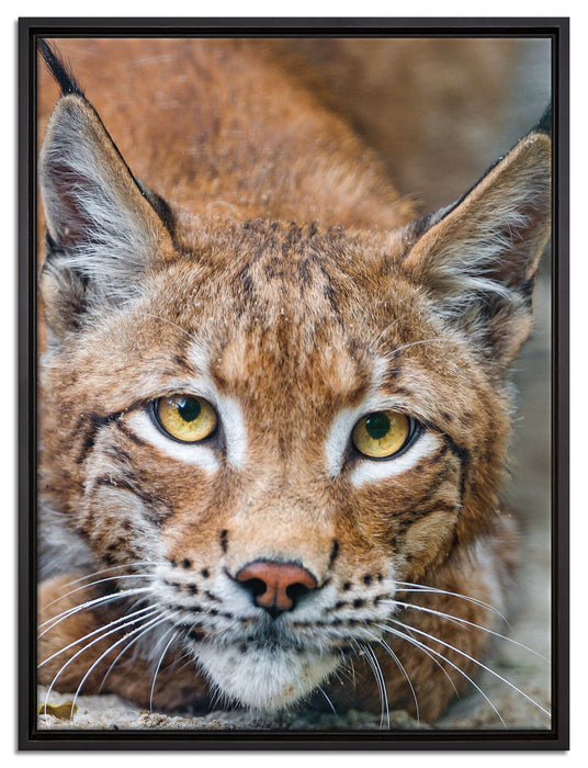 wachsamer Luchs auf Leinwandbild gerahmt Größe 80x60