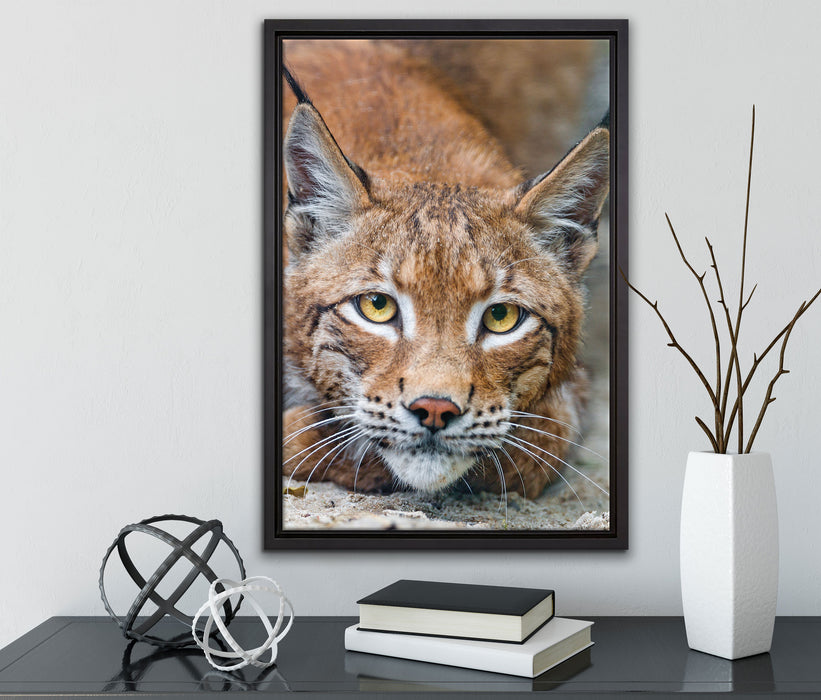 wachsamer Luchs auf Leinwandbild gerahmt mit Kirschblüten