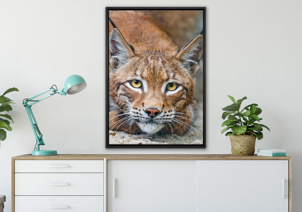 wachsamer Luchs auf Leinwandbild gerahmt verschiedene Größen im Wohnzimmer