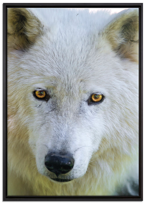 wunderschöner Polarwolf auf Leinwandbild gerahmt Größe 100x70