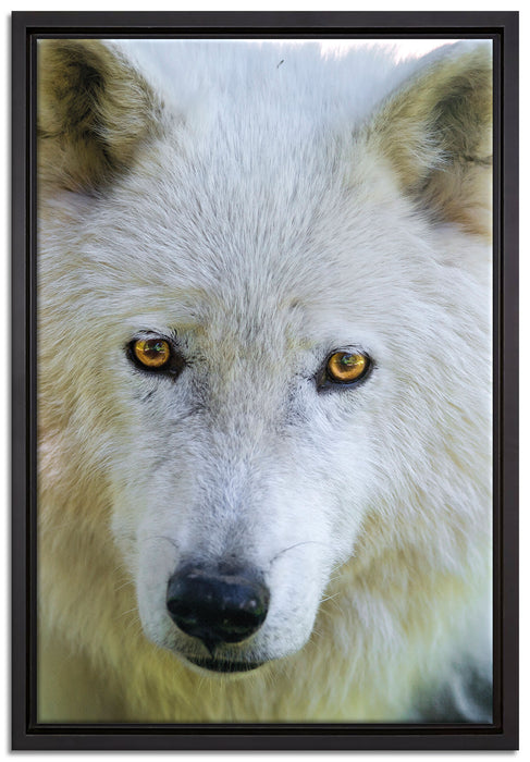 wunderschöner Polarwolf auf Leinwandbild gerahmt Größe 60x40
