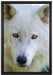 wunderschöner Polarwolf auf Leinwandbild gerahmt Größe 60x40