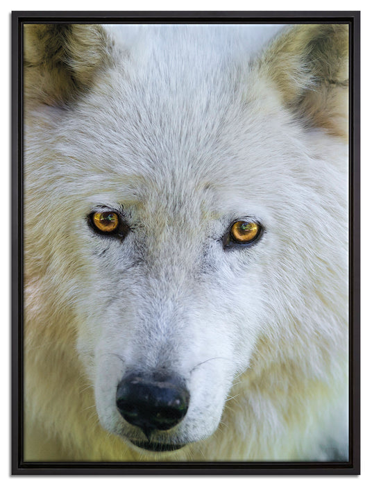 wunderschöner Polarwolf auf Leinwandbild gerahmt Größe 80x60