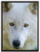 wunderschöner Polarwolf auf Leinwandbild gerahmt Größe 80x60