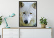 wunderschöner Polarwolf auf Leinwandbild gerahmt verschiedene Größen im Wohnzimmer