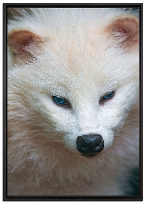 kleiner Polarfuchs auf Leinwandbild gerahmt Größe 100x70