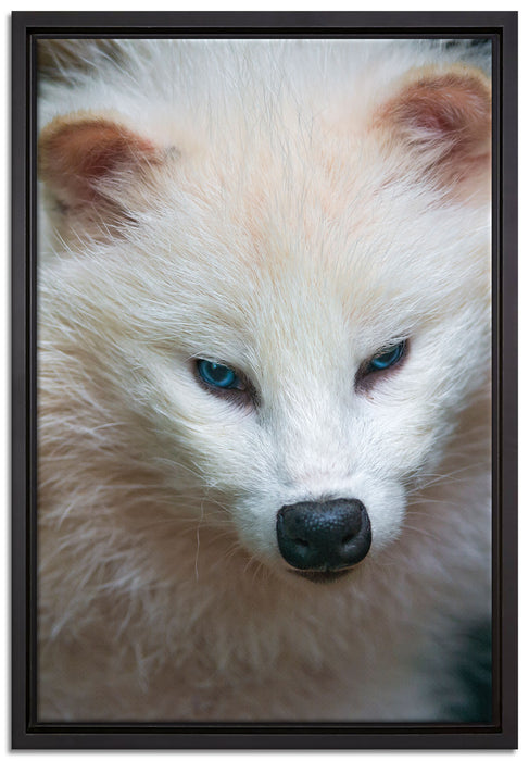 kleiner Polarfuchs auf Leinwandbild gerahmt Größe 60x40