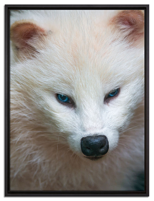 kleiner Polarfuchs auf Leinwandbild gerahmt Größe 80x60