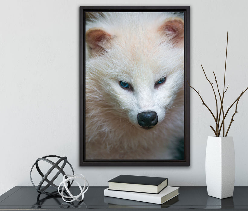 kleiner Polarfuchs auf Leinwandbild gerahmt mit Kirschblüten