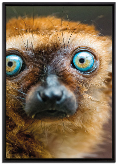 seltener Blauaugenmaki auf Leinwandbild gerahmt Größe 100x70