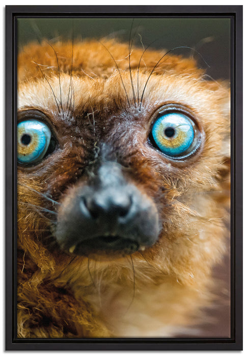 seltener Blauaugenmaki auf Leinwandbild gerahmt Größe 60x40