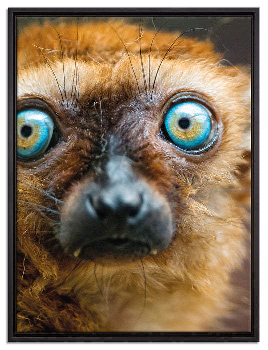 seltener Blauaugenmaki auf Leinwandbild gerahmt Größe 80x60