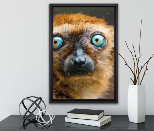 seltener Blauaugenmaki auf Leinwandbild gerahmt mit Kirschblüten