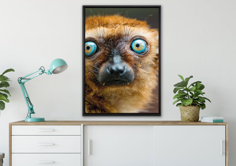 seltener Blauaugenmaki auf Leinwandbild gerahmt verschiedene Größen im Wohnzimmer