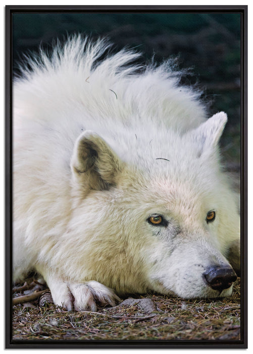 ruhender Polarwolf auf Leinwandbild gerahmt Größe 100x70