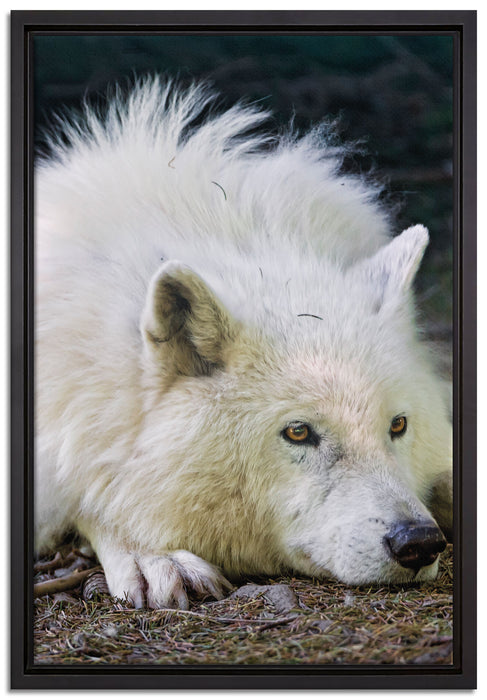 ruhender Polarwolf auf Leinwandbild gerahmt Größe 60x40