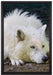 ruhender Polarwolf auf Leinwandbild gerahmt Größe 60x40
