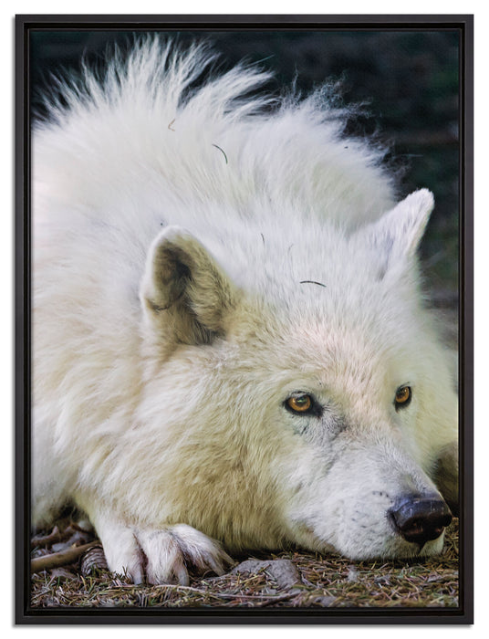 ruhender Polarwolf auf Leinwandbild gerahmt Größe 80x60