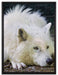 ruhender Polarwolf auf Leinwandbild gerahmt Größe 80x60