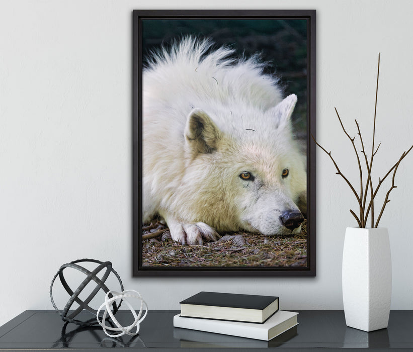 ruhender Polarwolf auf Leinwandbild gerahmt mit Kirschblüten