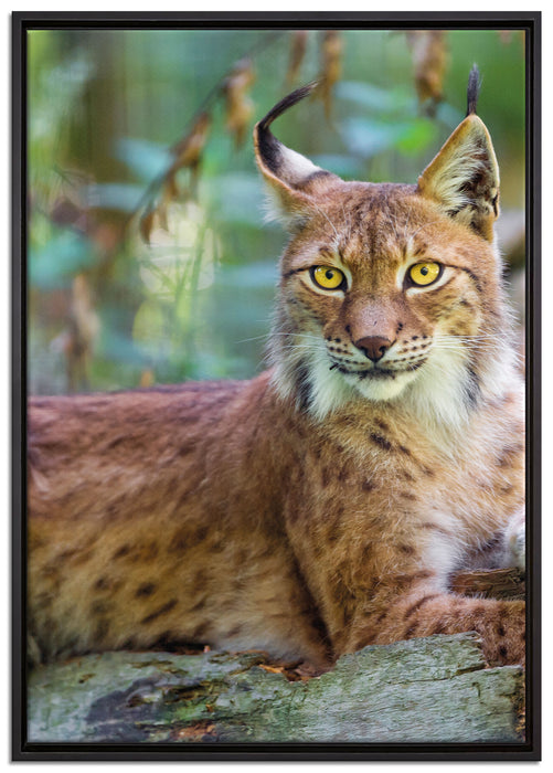 aufmerksamer Luchs auf Leinwandbild gerahmt Größe 100x70