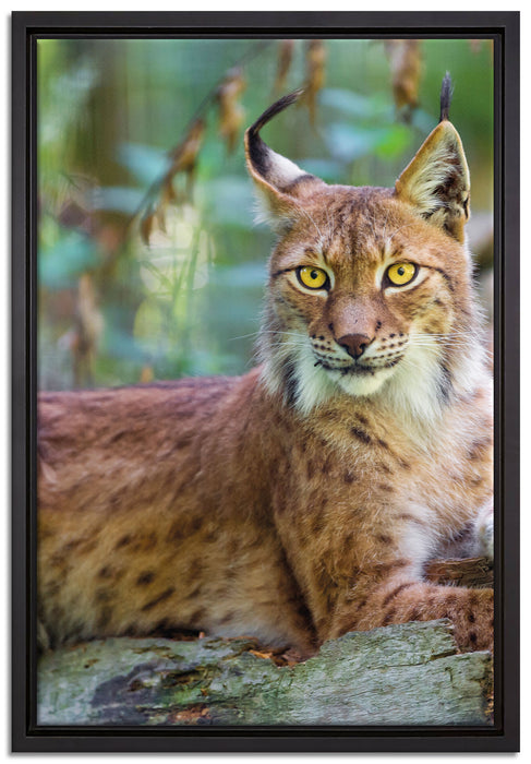 aufmerksamer Luchs auf Leinwandbild gerahmt Größe 60x40