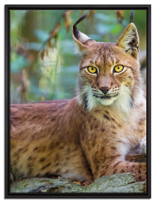 aufmerksamer Luchs auf Leinwandbild gerahmt Größe 80x60
