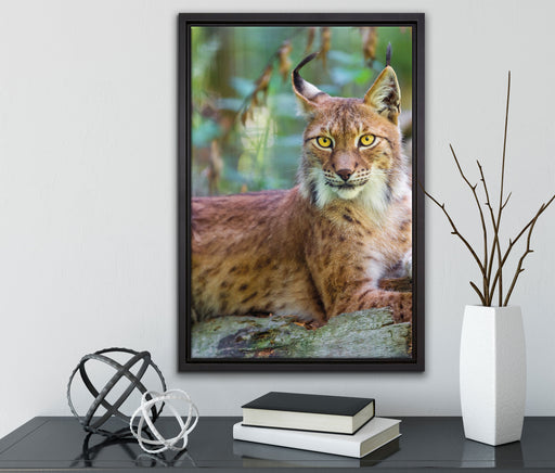 aufmerksamer Luchs auf Leinwandbild gerahmt mit Kirschblüten