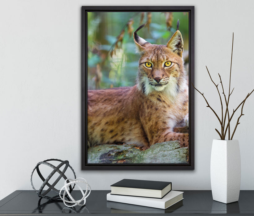 aufmerksamer Luchs auf Leinwandbild gerahmt mit Kirschblüten