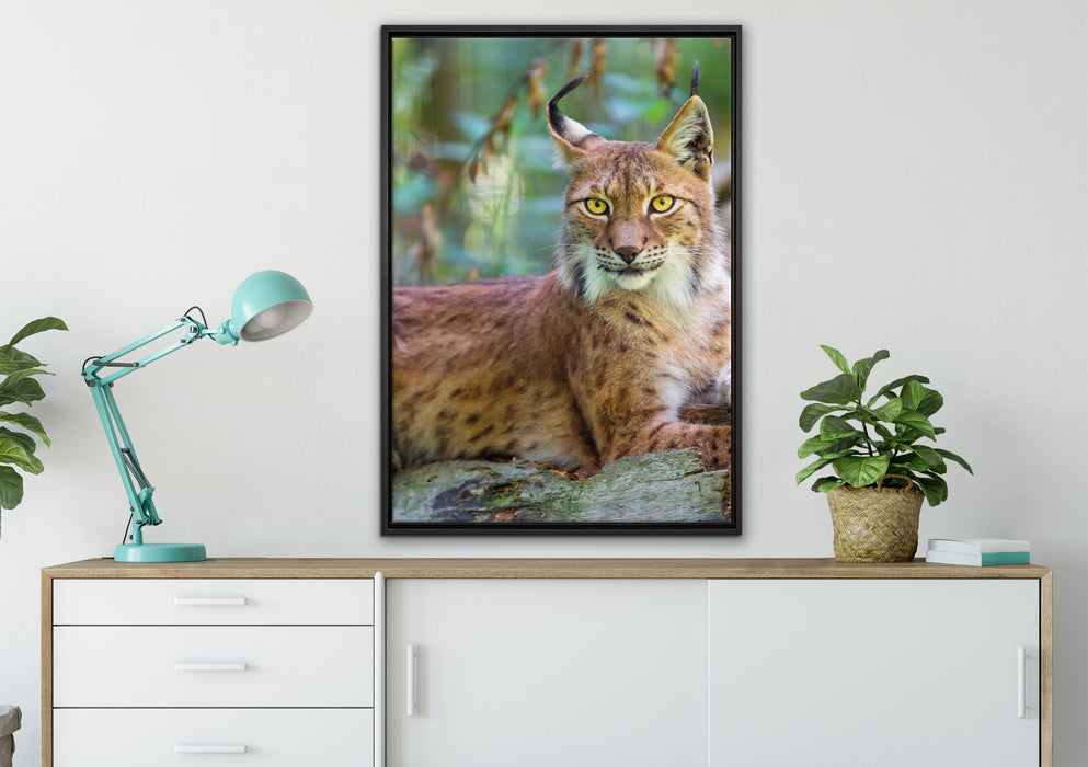 aufmerksamer Luchs auf Leinwandbild gerahmt verschiedene Größen im Wohnzimmer