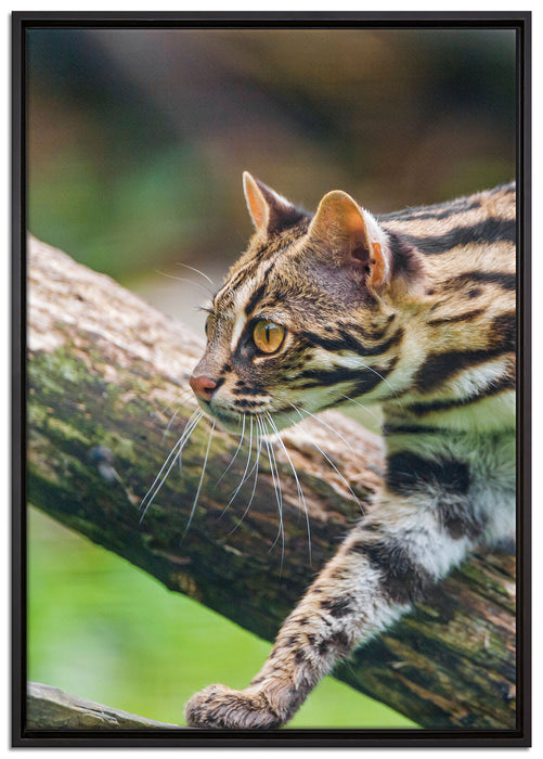 stolzierende Marmorkatze auf Leinwandbild gerahmt Größe 100x70