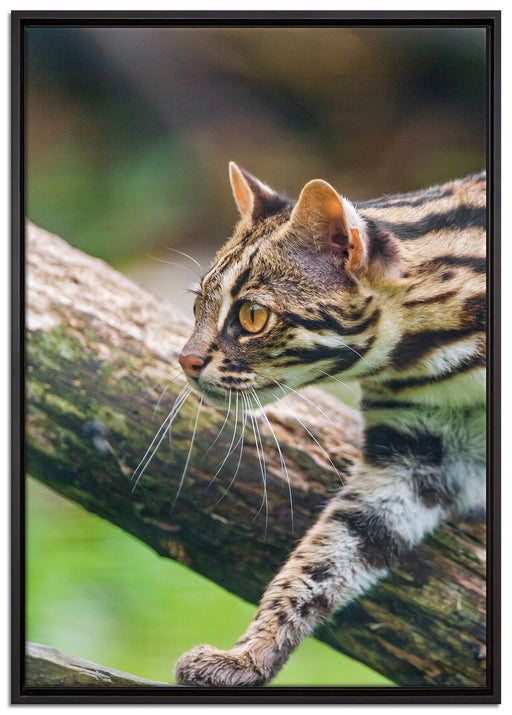 stolzierende Marmorkatze auf Leinwandbild gerahmt Größe 100x70