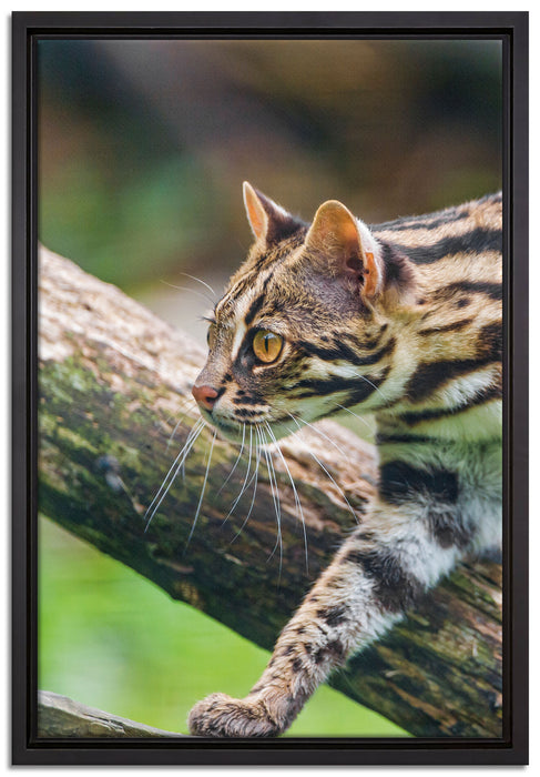 stolzierende Marmorkatze auf Leinwandbild gerahmt Größe 60x40