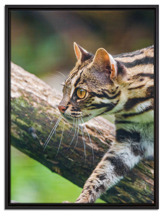stolzierende Marmorkatze auf Leinwandbild gerahmt Größe 80x60