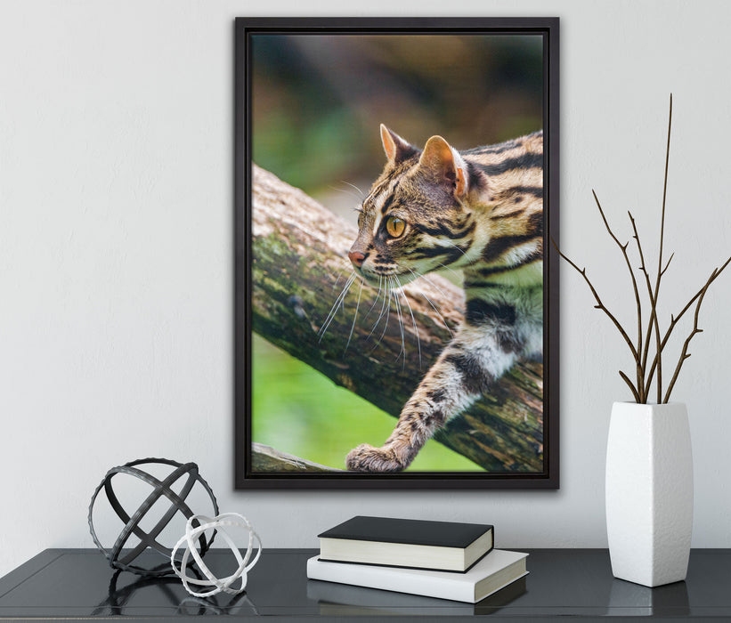 stolzierende Marmorkatze auf Leinwandbild gerahmt mit Kirschblüten