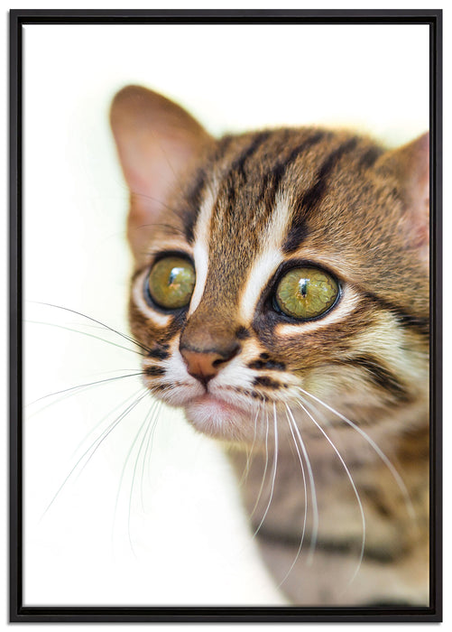 junge Marmorkatze auf Leinwandbild gerahmt Größe 100x70