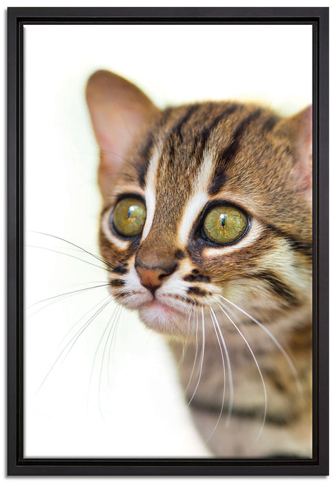 junge Marmorkatze auf Leinwandbild gerahmt Größe 60x40