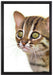 junge Marmorkatze auf Leinwandbild gerahmt Größe 60x40