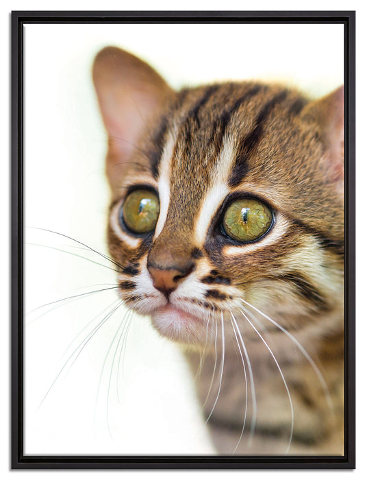 junge Marmorkatze auf Leinwandbild gerahmt Größe 80x60