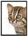 junge Marmorkatze auf Leinwandbild gerahmt Größe 80x60