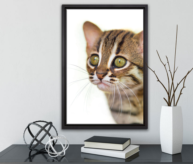 junge Marmorkatze auf Leinwandbild gerahmt mit Kirschblüten