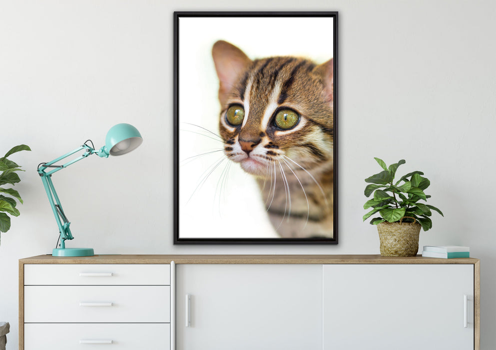 junge Marmorkatze auf Leinwandbild gerahmt verschiedene Größen im Wohnzimmer