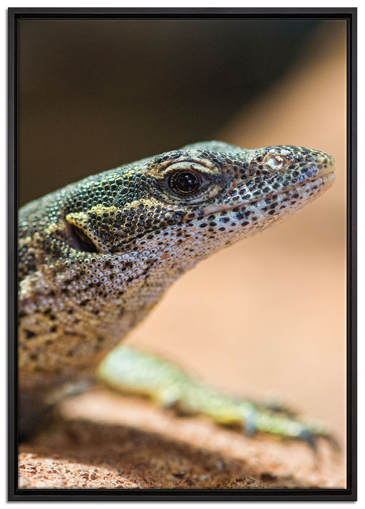 kleiner Leguan auf Leinwandbild gerahmt Größe 100x70