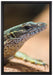 kleiner Leguan auf Leinwandbild gerahmt Größe 60x40