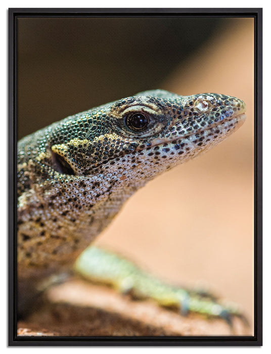 kleiner Leguan auf Leinwandbild gerahmt Größe 80x60