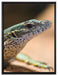 kleiner Leguan auf Leinwandbild gerahmt Größe 80x60