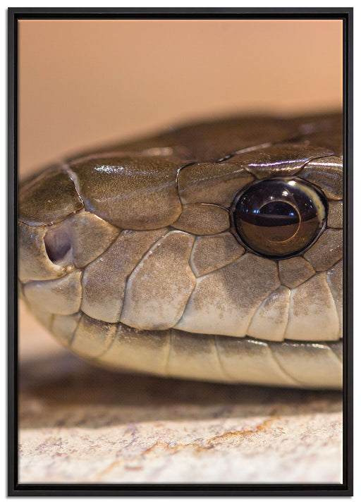 wachsame Natter auf Leinwandbild gerahmt Größe 100x70