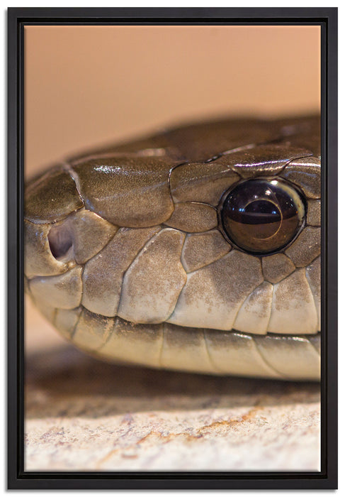 wachsame Natter auf Leinwandbild gerahmt Größe 60x40