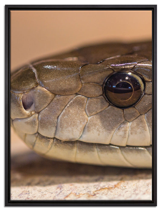 wachsame Natter auf Leinwandbild gerahmt Größe 80x60